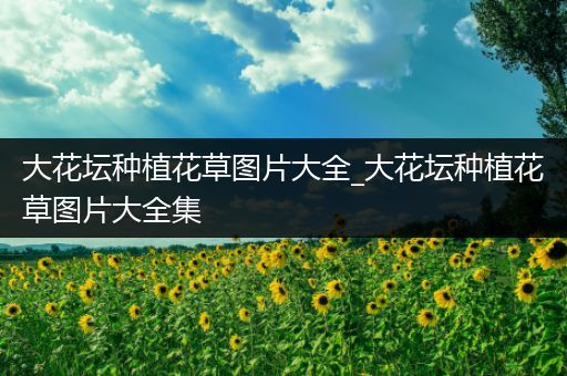 大花坛种植花草图片大全_大花坛种植花草图片大全集