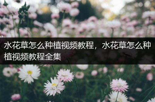水花草怎么种植视频教程，水花草怎么种植视频教程全集
