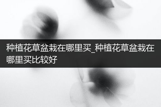 种植花草盆栽在哪里买_种植花草盆栽在哪里买比较好