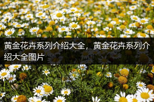 黄金花卉系列介绍大全，黄金花卉系列介绍大全图片