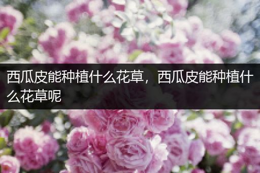 西瓜皮能种植什么花草，西瓜皮能种植什么花草呢