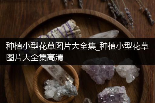 种植小型花草图片大全集_种植小型花草图片大全集高清