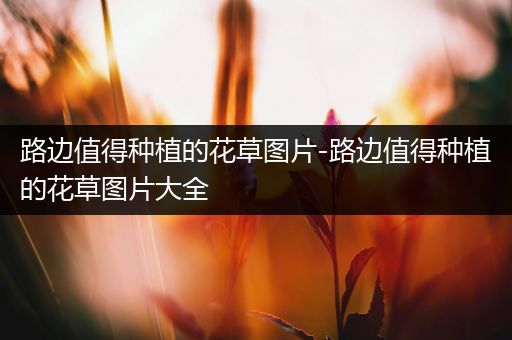 路边值得种植的花草图片-路边值得种植的花草图片大全