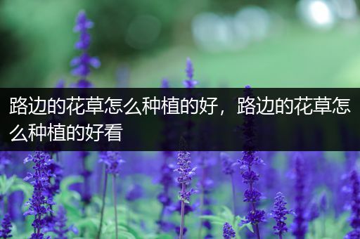 路边的花草怎么种植的好，路边的花草怎么种植的好看