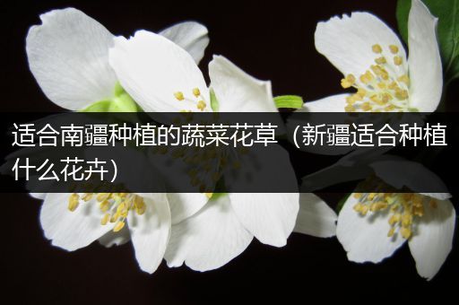适合南疆种植的蔬菜花草（新疆适合种植什么花卉）