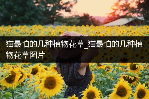 猫最怕的几种植物花草_猫最怕的几种植物花草图片
