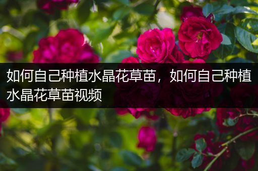 如何自己种植水晶花草苗，如何自己种植水晶花草苗视频
