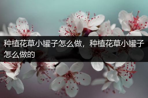 种植花草小罐子怎么做，种植花草小罐子怎么做的