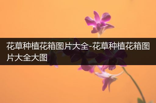 花草种植花箱图片大全-花草种植花箱图片大全大图
