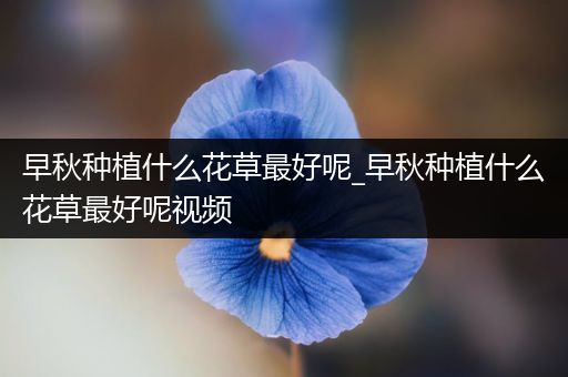 早秋种植什么花草最好呢_早秋种植什么花草最好呢视频