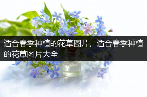 适合春季种植的花草图片，适合春季种植的花草图片大全