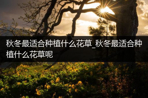 秋冬最适合种植什么花草_秋冬最适合种植什么花草呢