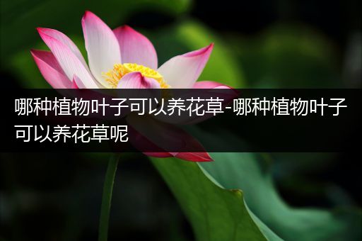 哪种植物叶子可以养花草-哪种植物叶子可以养花草呢