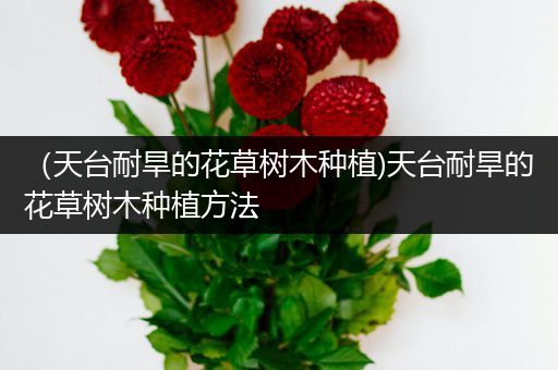 （天台耐旱的花草树木种植)天台耐旱的花草树木种植方法