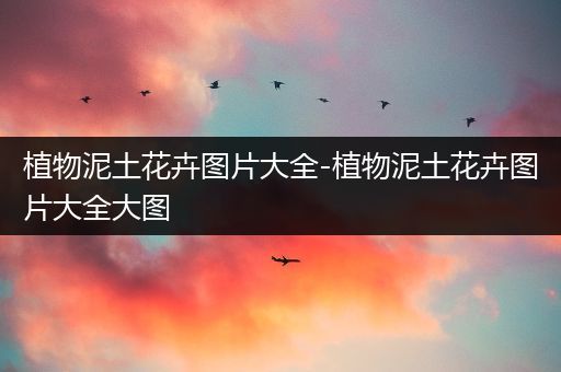 植物泥土花卉图片大全-植物泥土花卉图片大全大图