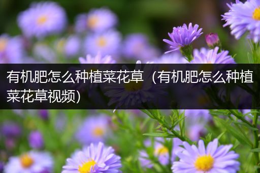 有机肥怎么种植菜花草（有机肥怎么种植菜花草视频）