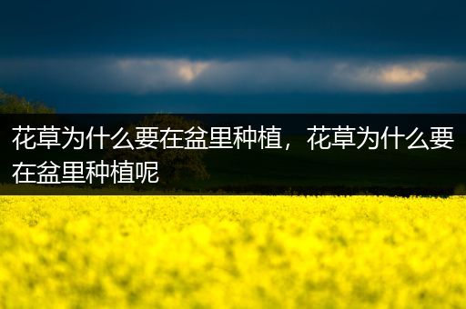 花草为什么要在盆里种植，花草为什么要在盆里种植呢