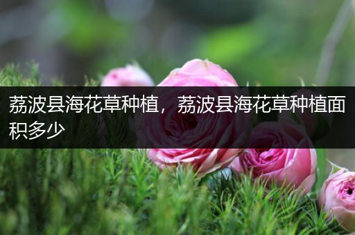 荔波县海花草种植，荔波县海花草种植面积多少