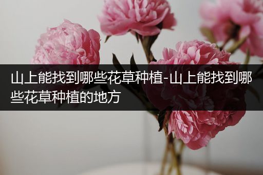 山上能找到哪些花草种植-山上能找到哪些花草种植的地方