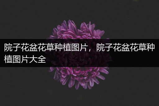 院子花盆花草种植图片，院子花盆花草种植图片大全