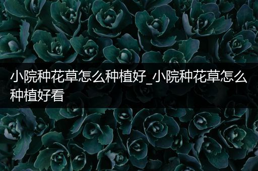 小院种花草怎么种植好_小院种花草怎么种植好看