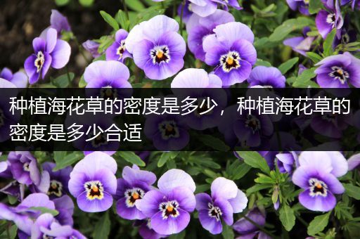 种植海花草的密度是多少，种植海花草的密度是多少合适