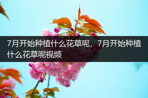 7月开始种植什么花草呢，7月开始种植什么花草呢视频