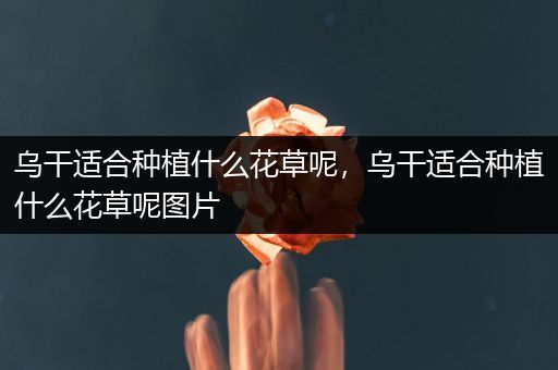 乌干适合种植什么花草呢，乌干适合种植什么花草呢图片