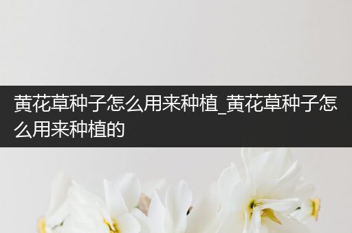 黄花草种子怎么用来种植_黄花草种子怎么用来种植的