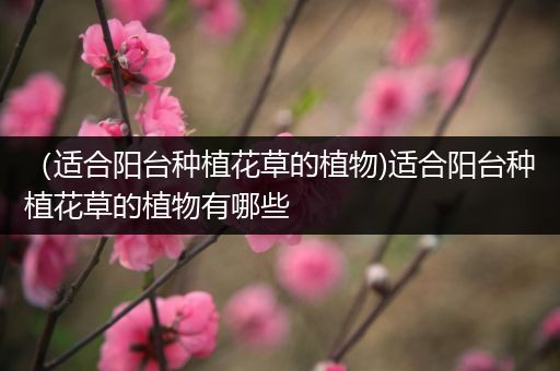 （适合阳台种植花草的植物)适合阳台种植花草的植物有哪些