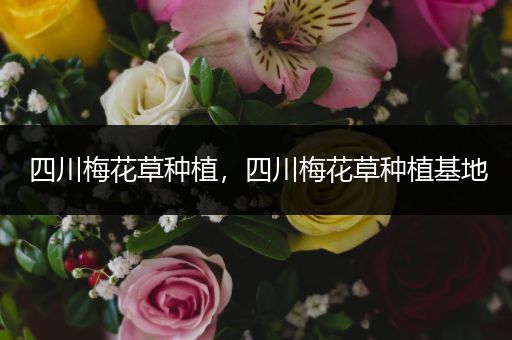 四川梅花草种植，四川梅花草种植基地