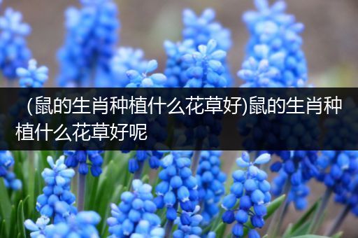 （鼠的生肖种植什么花草好)鼠的生肖种植什么花草好呢