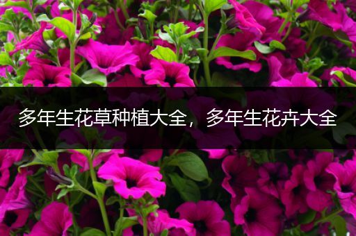多年生花草种植大全，多年生花卉大全