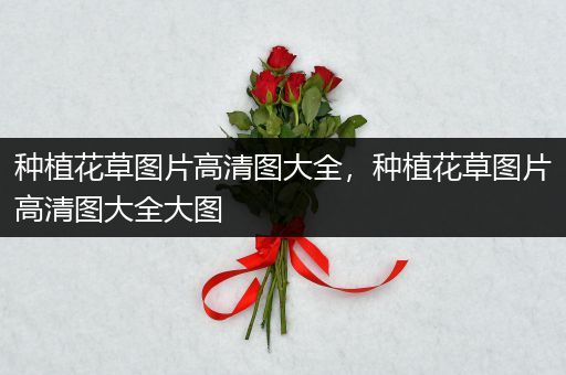 种植花草图片高清图大全，种植花草图片高清图大全大图