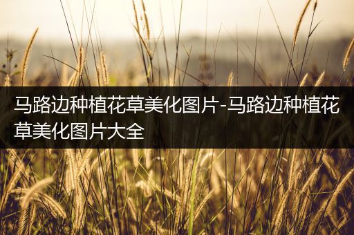 马路边种植花草美化图片-马路边种植花草美化图片大全
