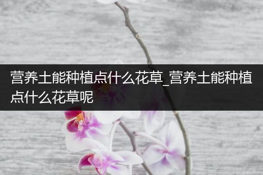 营养土能种植点什么花草_营养土能种植点什么花草呢