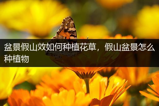 盆景假山效如何种植花草，假山盆景怎么种植物