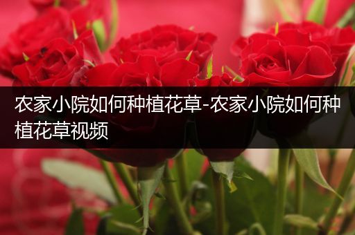 农家小院如何种植花草-农家小院如何种植花草视频