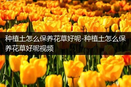 种植土怎么保养花草好呢-种植土怎么保养花草好呢视频