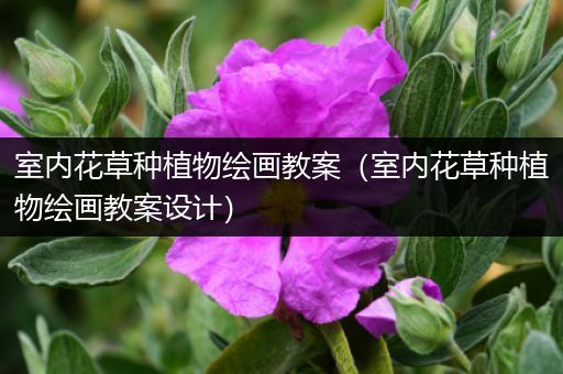 室内花草种植物绘画教案（室内花草种植物绘画教案设计）