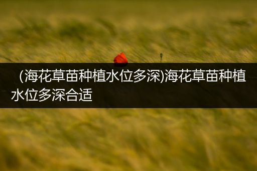 （海花草苗种植水位多深)海花草苗种植水位多深合适
