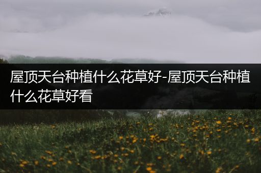 屋顶天台种植什么花草好-屋顶天台种植什么花草好看