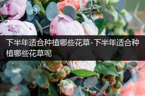 下半年适合种植哪些花草-下半年适合种植哪些花草呢