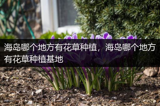 海岛哪个地方有花草种植，海岛哪个地方有花草种植基地