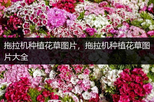 拖拉机种植花草图片，拖拉机种植花草图片大全