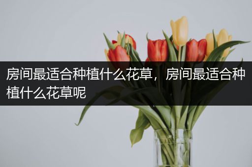 房间最适合种植什么花草，房间最适合种植什么花草呢