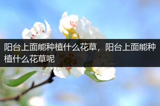阳台上面能种植什么花草，阳台上面能种植什么花草呢