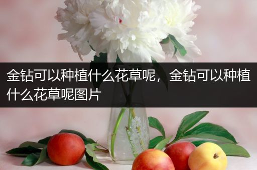 金钻可以种植什么花草呢，金钻可以种植什么花草呢图片