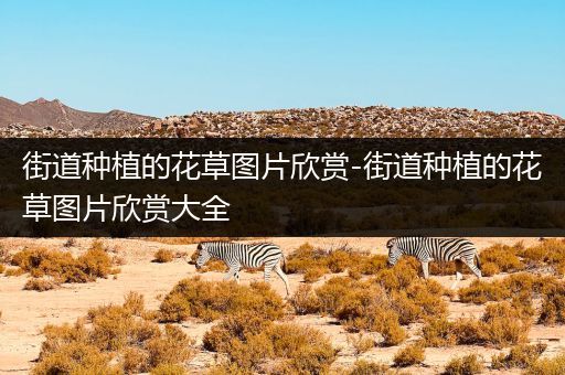 街道种植的花草图片欣赏-街道种植的花草图片欣赏大全