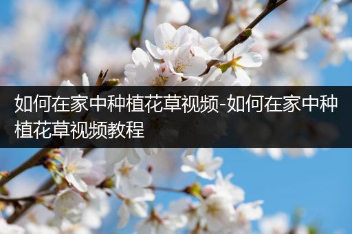 如何在家中种植花草视频-如何在家中种植花草视频教程